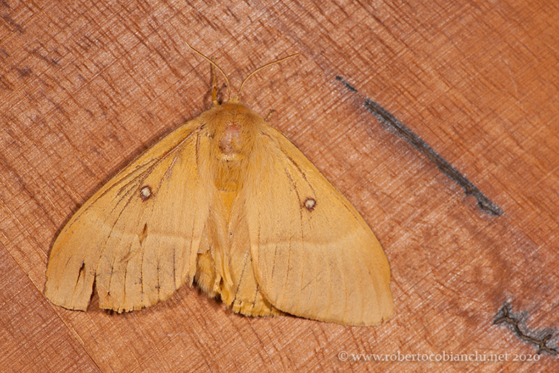 Lasiocampa quercus, femmina - Lasiocampidae